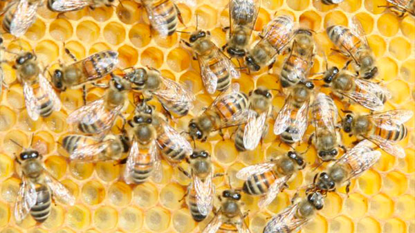 Abeilles