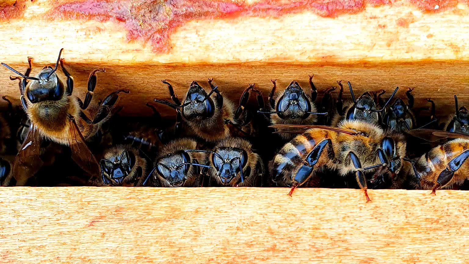 abeilles-miel-ruche