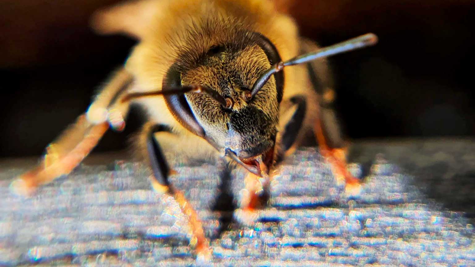 Abeille Photo d'une abeille en gros plan